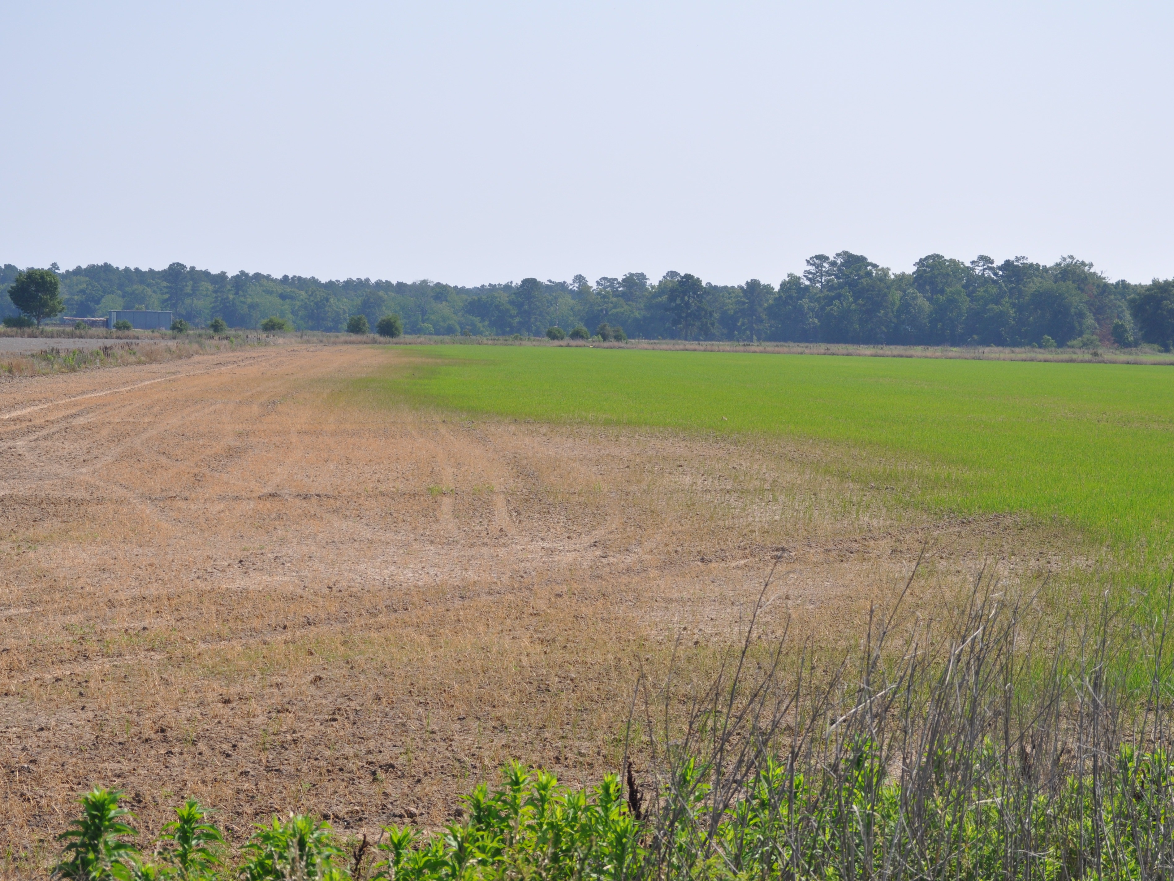 Chinch Bug Infested Rice Field