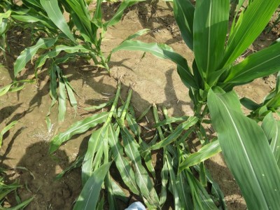 Damage to corn with severe weather
