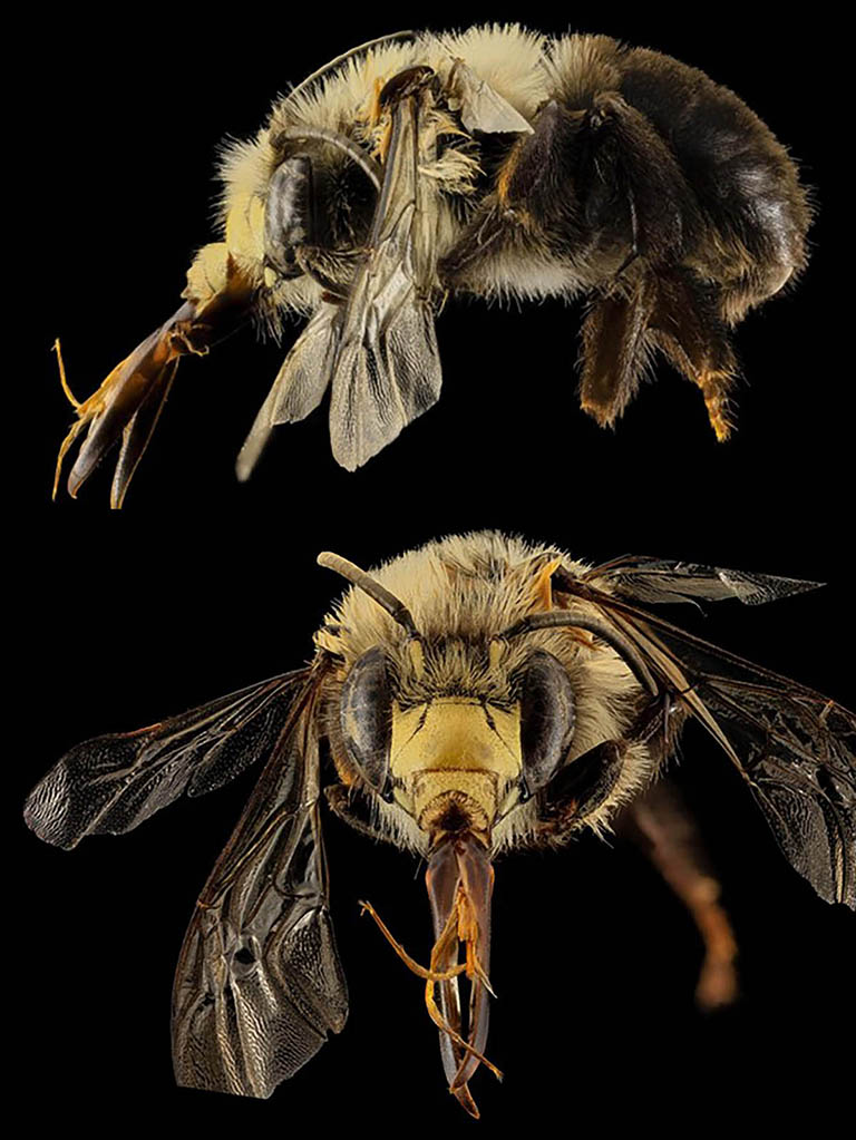 ​Anthophora abrupta, Chimney Bee (Hymenoptera: Apidae)