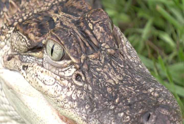 Demand for alligator skins reduced but market conditions better for gator meat