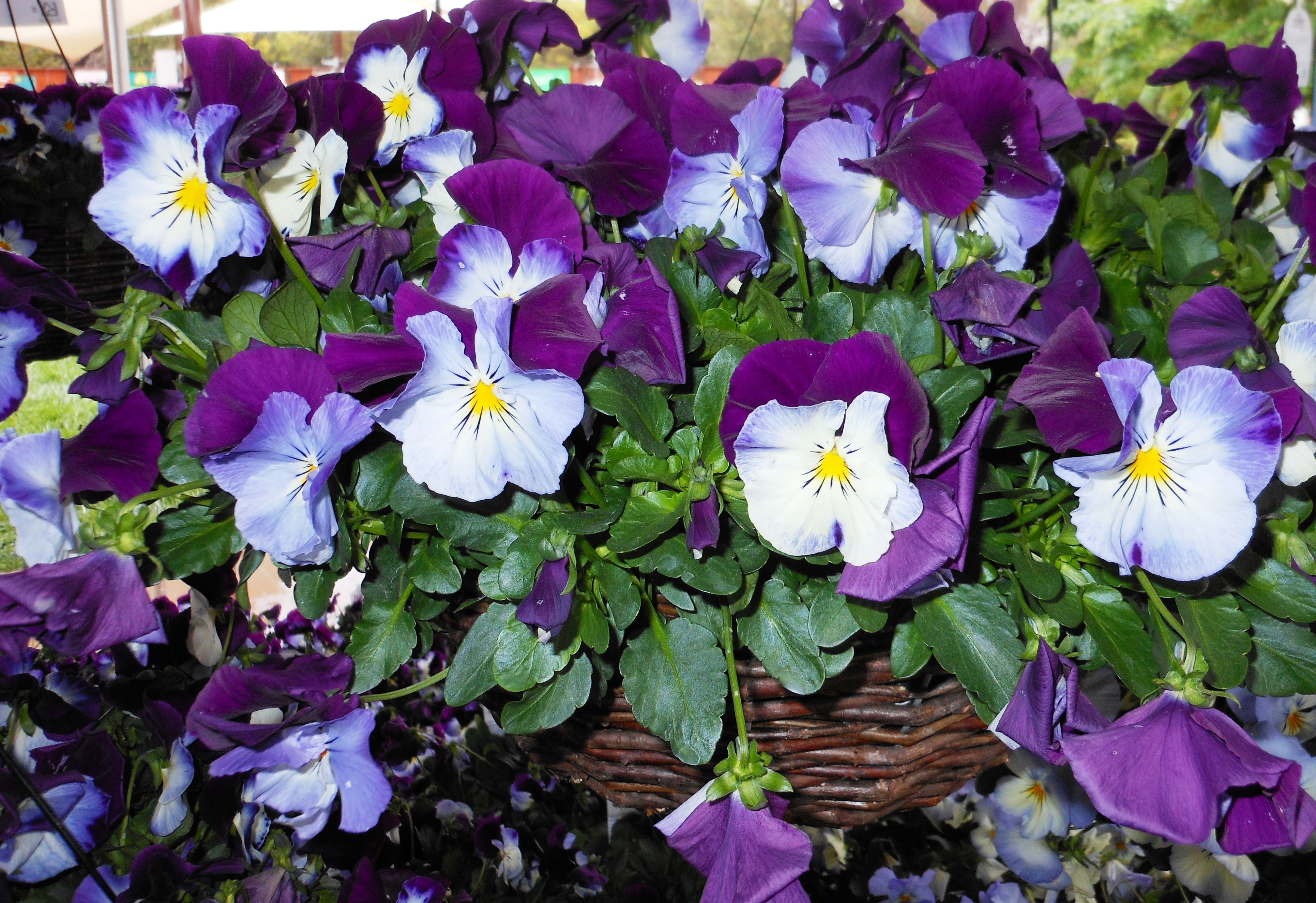 Sorbet violas, Cool Wave pansies make ideal cool-season plants