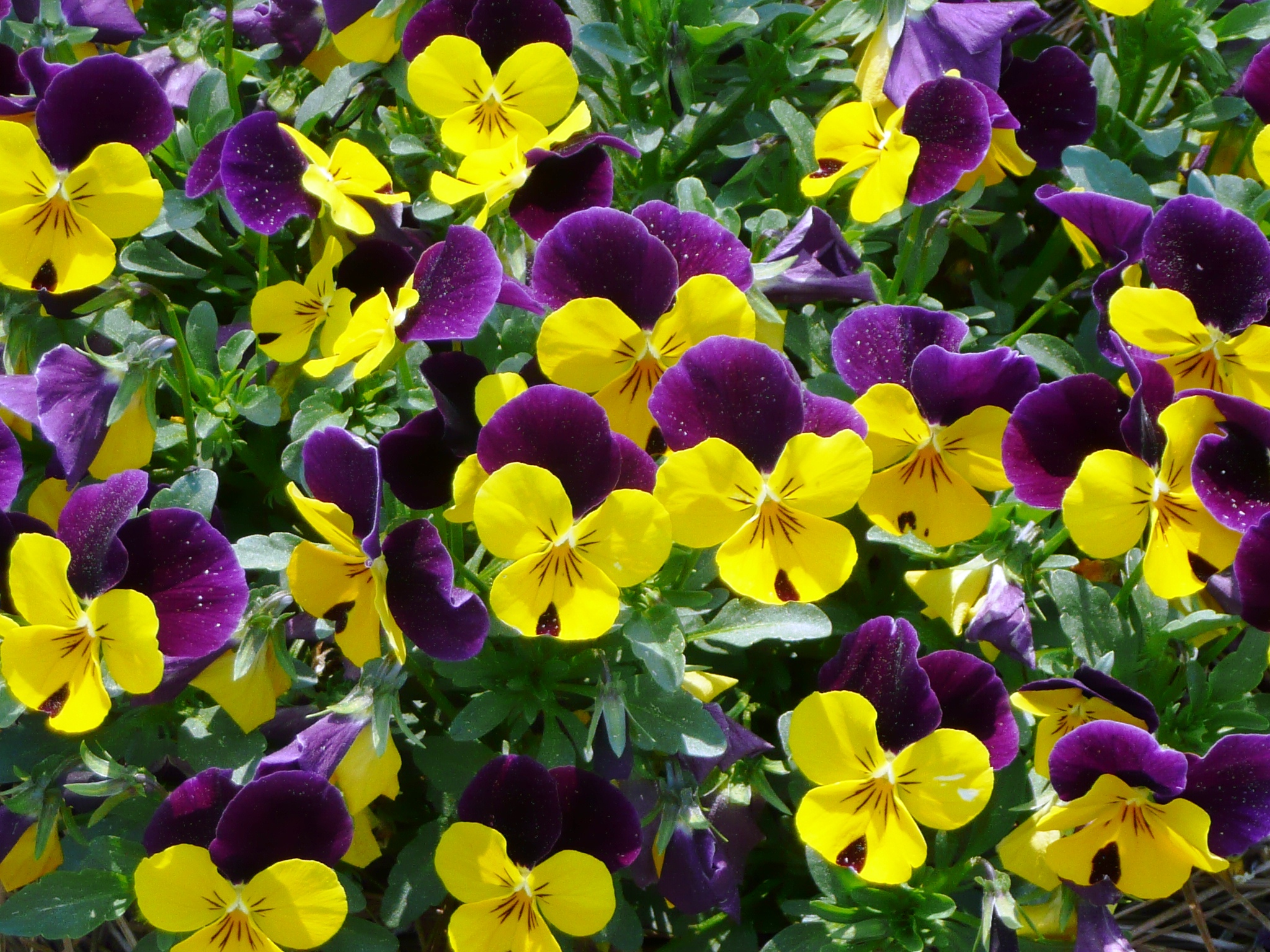 sorbet viola