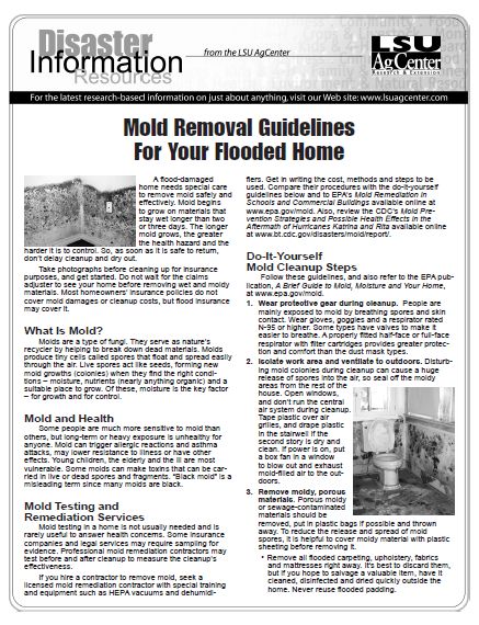 Mold Removal Guidelines for Your Home