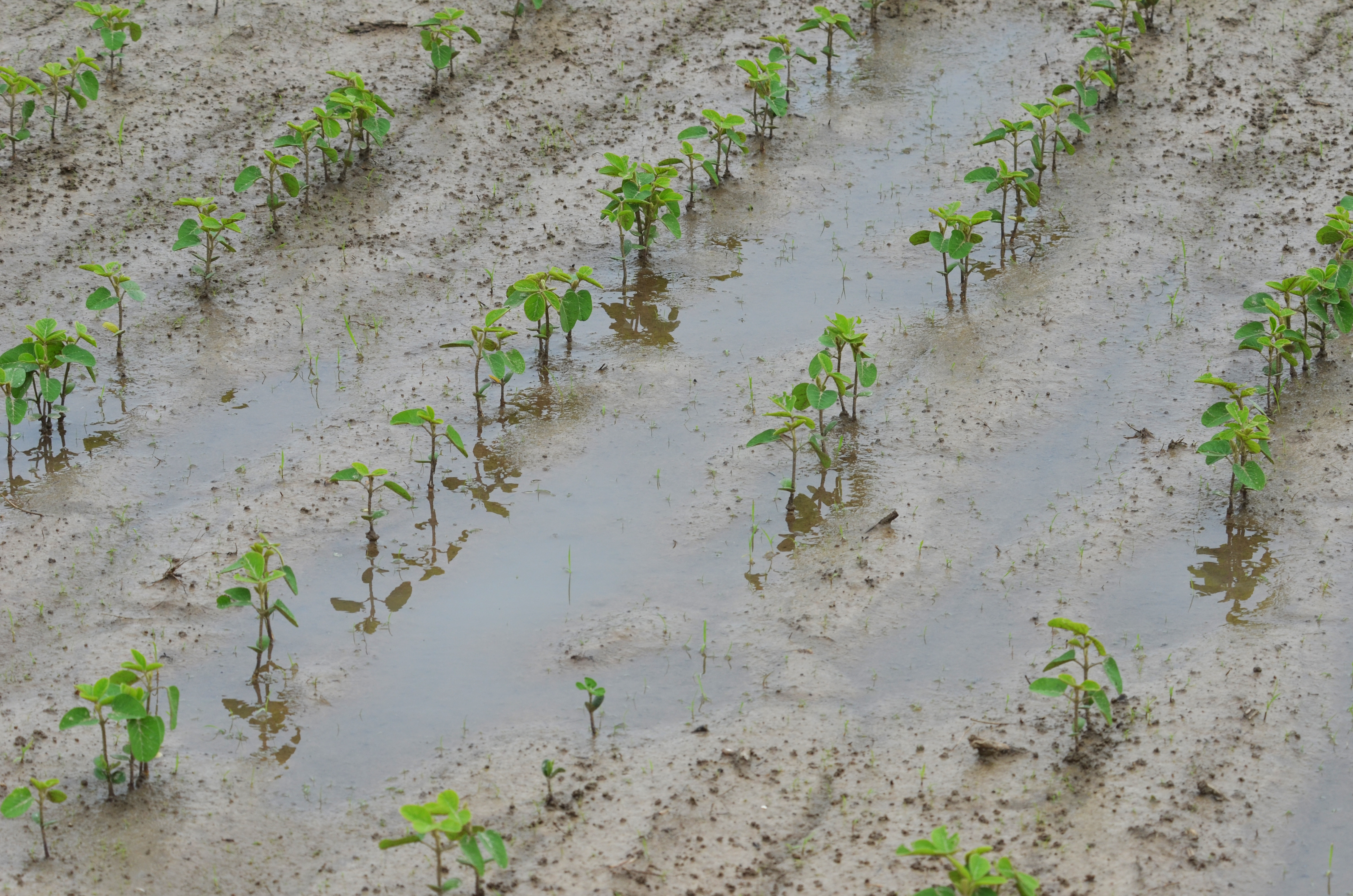 Rains cause problems for La. corn and soybeans, but sugarcane and rice OK so far