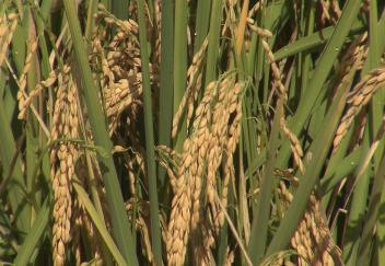 Rice harvest off to an excellent start