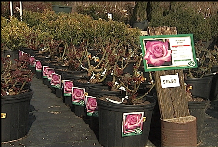 Gardeners encouraged to plant roses in March