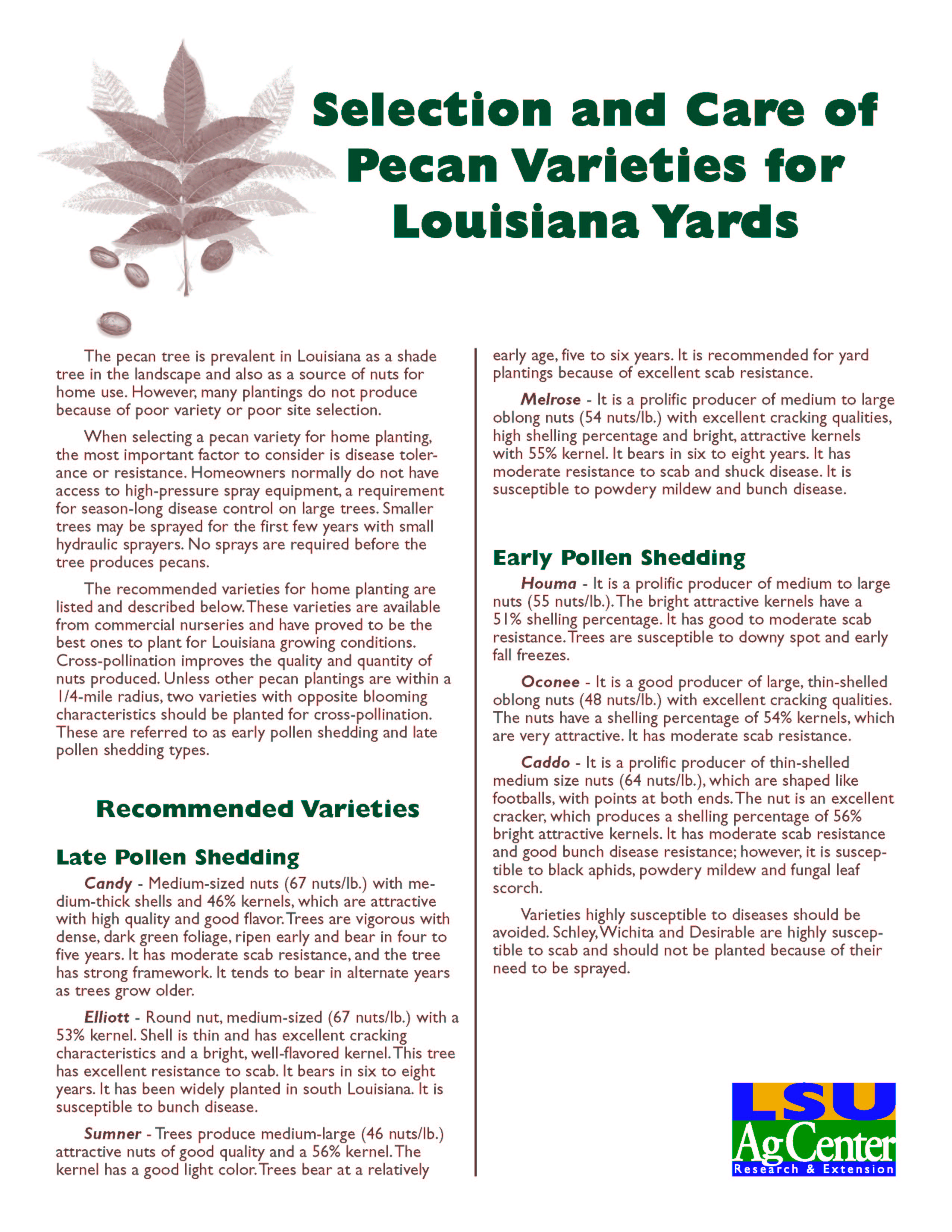 Selection and Care of Pecan Varieties for Louisiana Yards