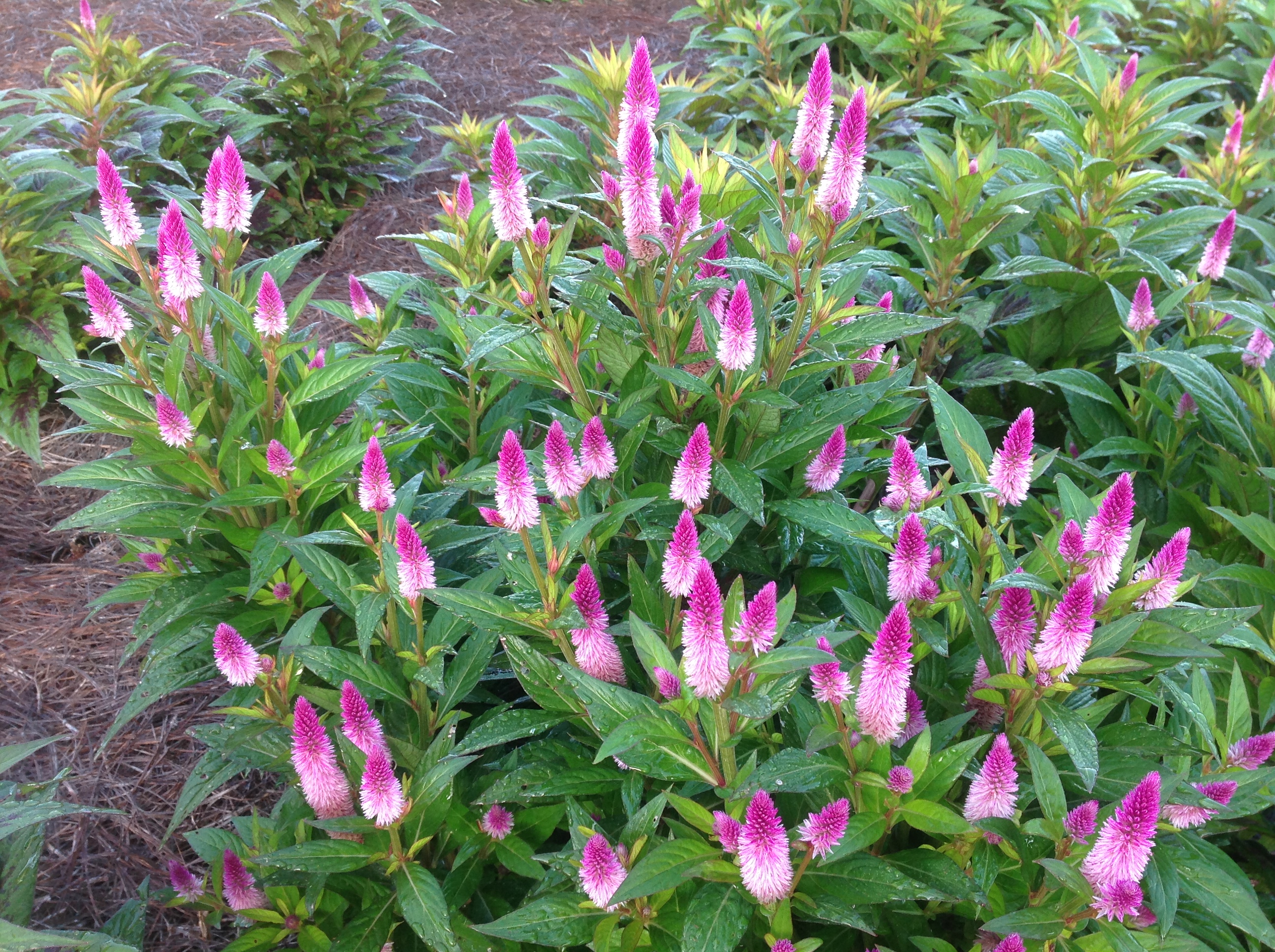 Celosia, ornamental peppers pep up fall landscapes