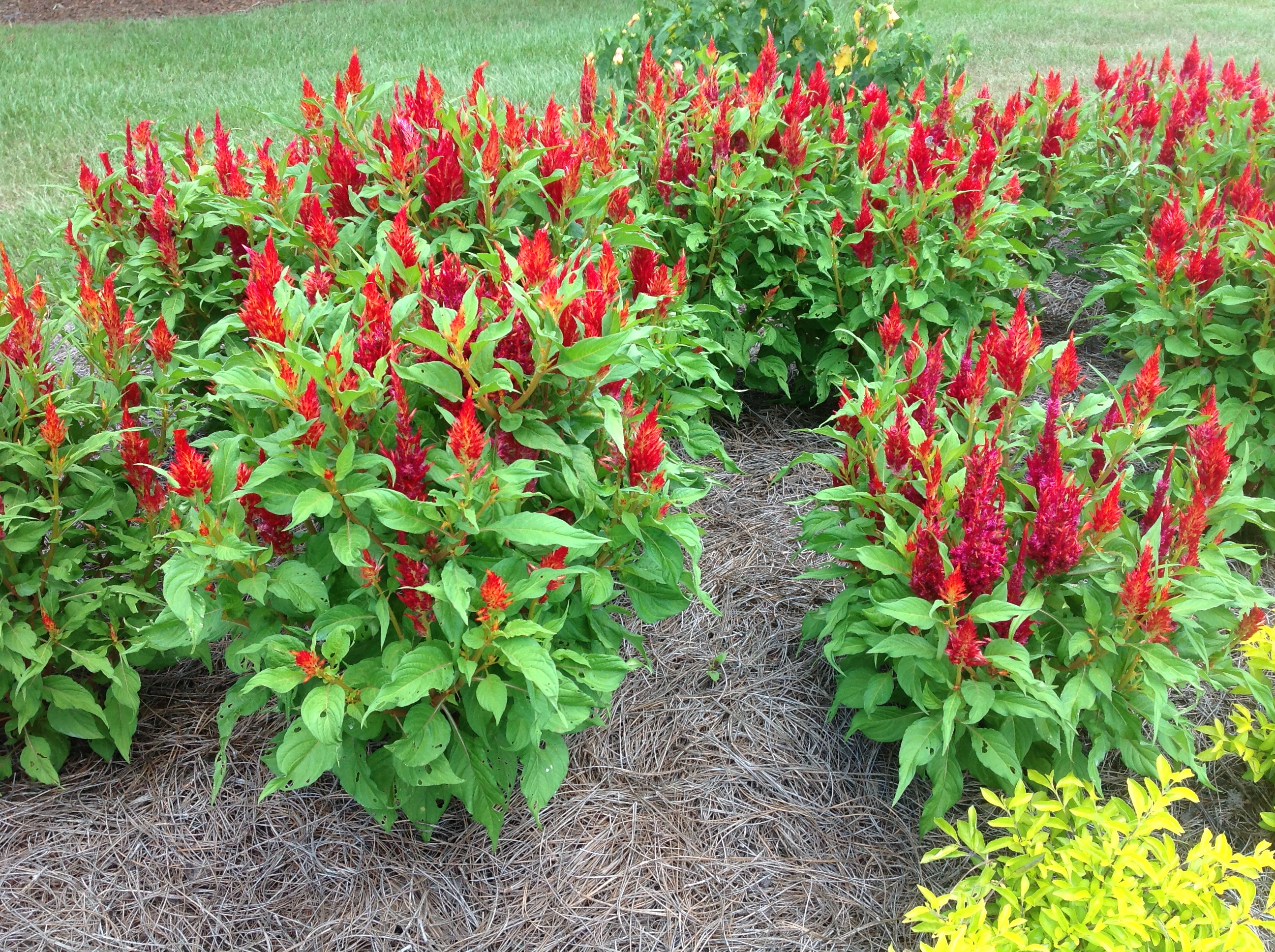 celosia in bloom
