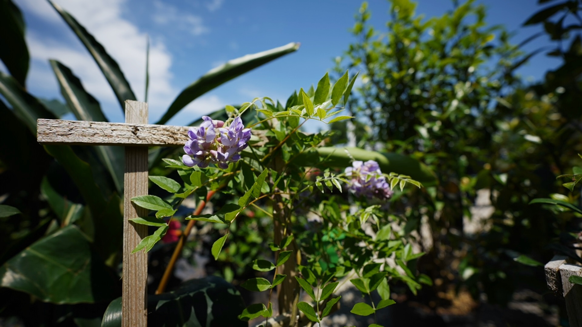Get It Growing: Try fragrant plants in your landscape 