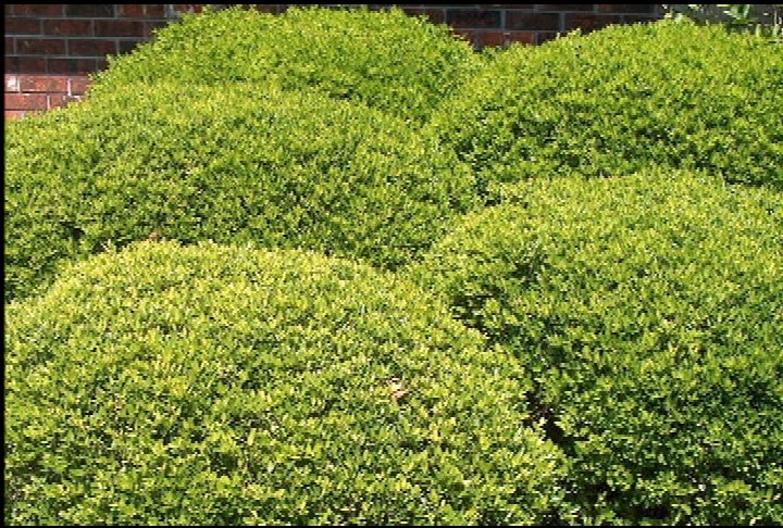 Yaupon holly is tough native plant