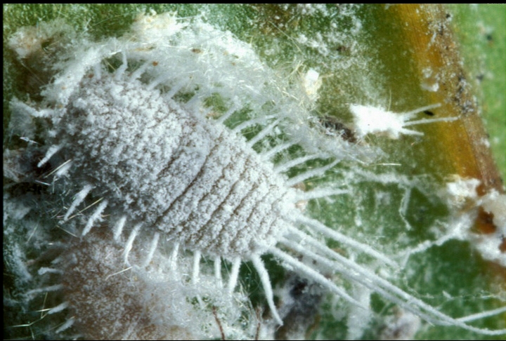 Fight indoor plant pests