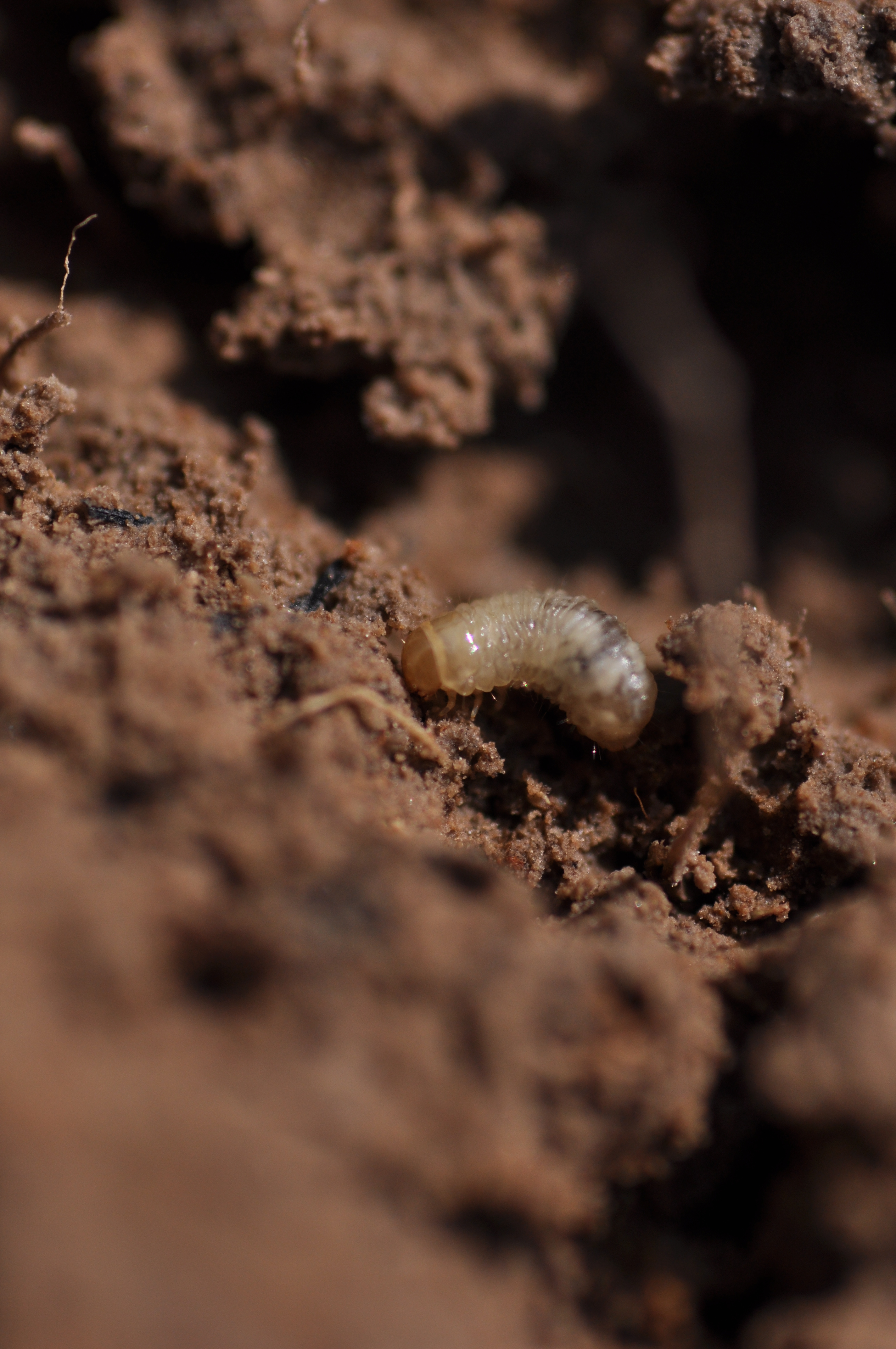 Colaspis Larva 4