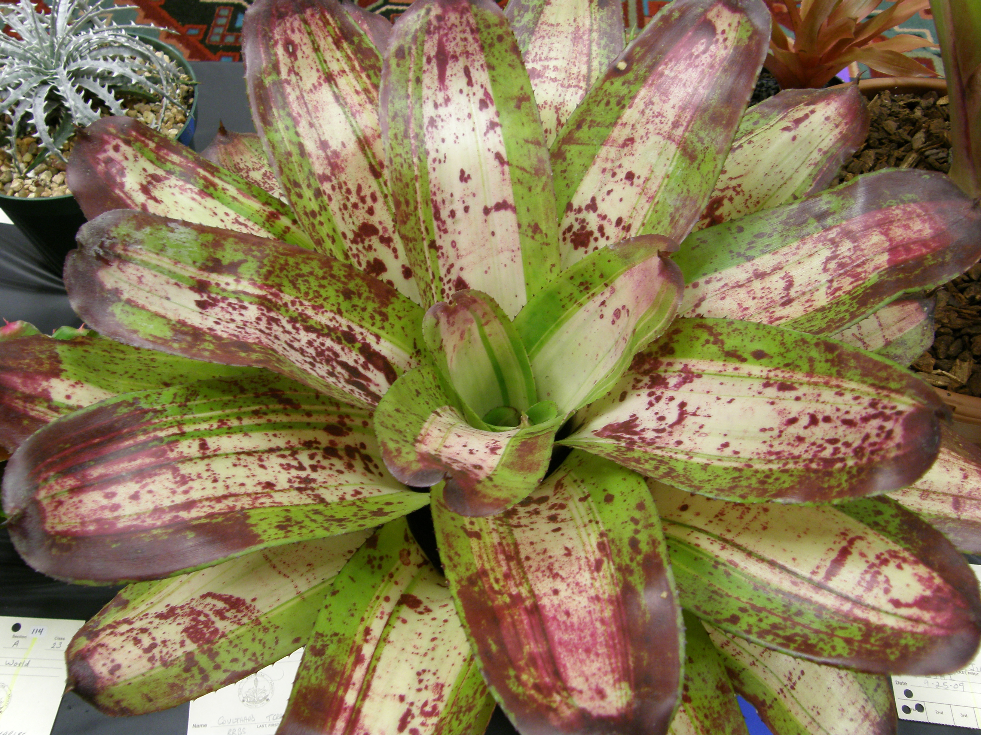 Bromeliads Are Easy-Care Tropicals