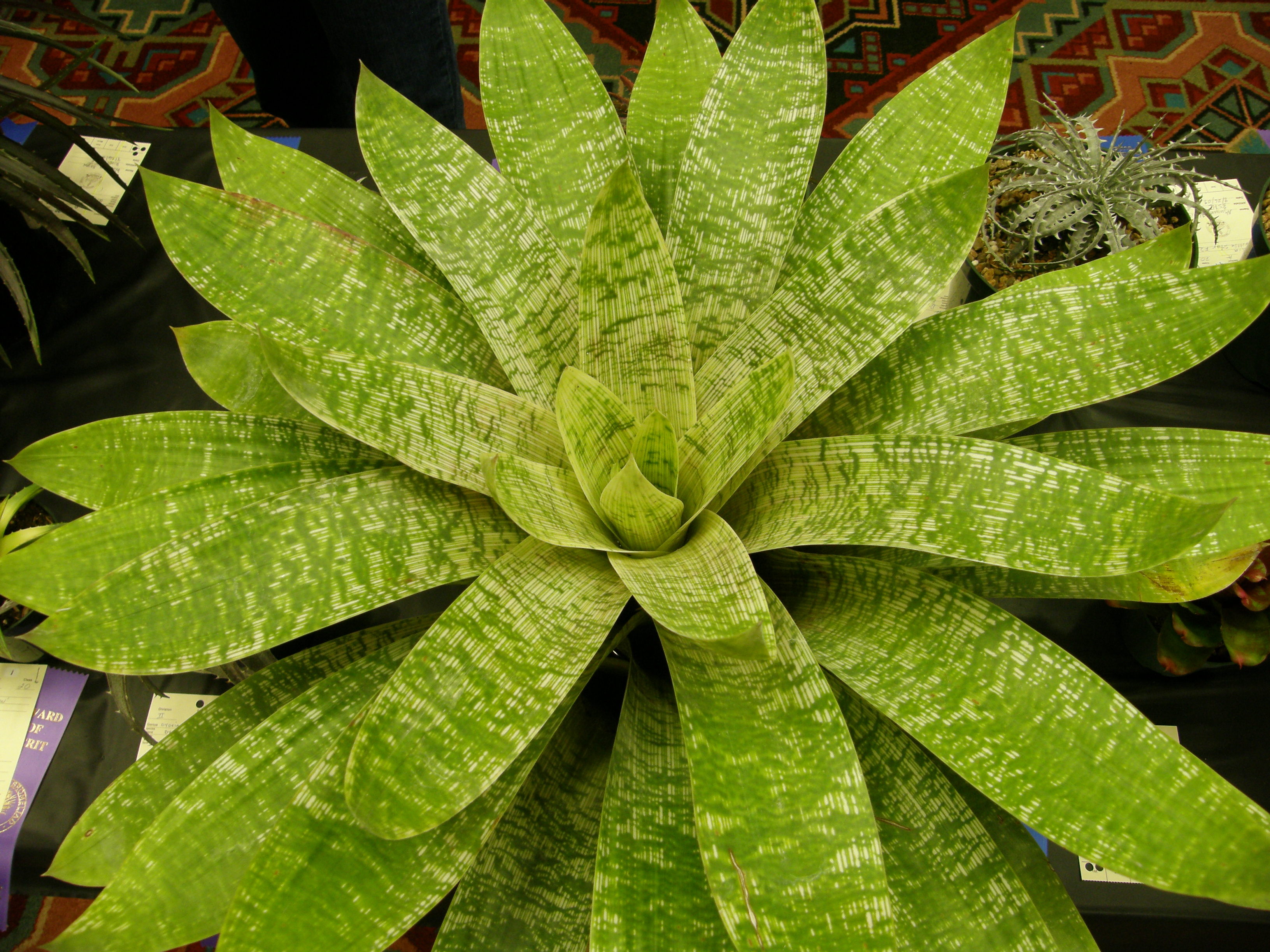 Vriesea gigantea 'Nova'