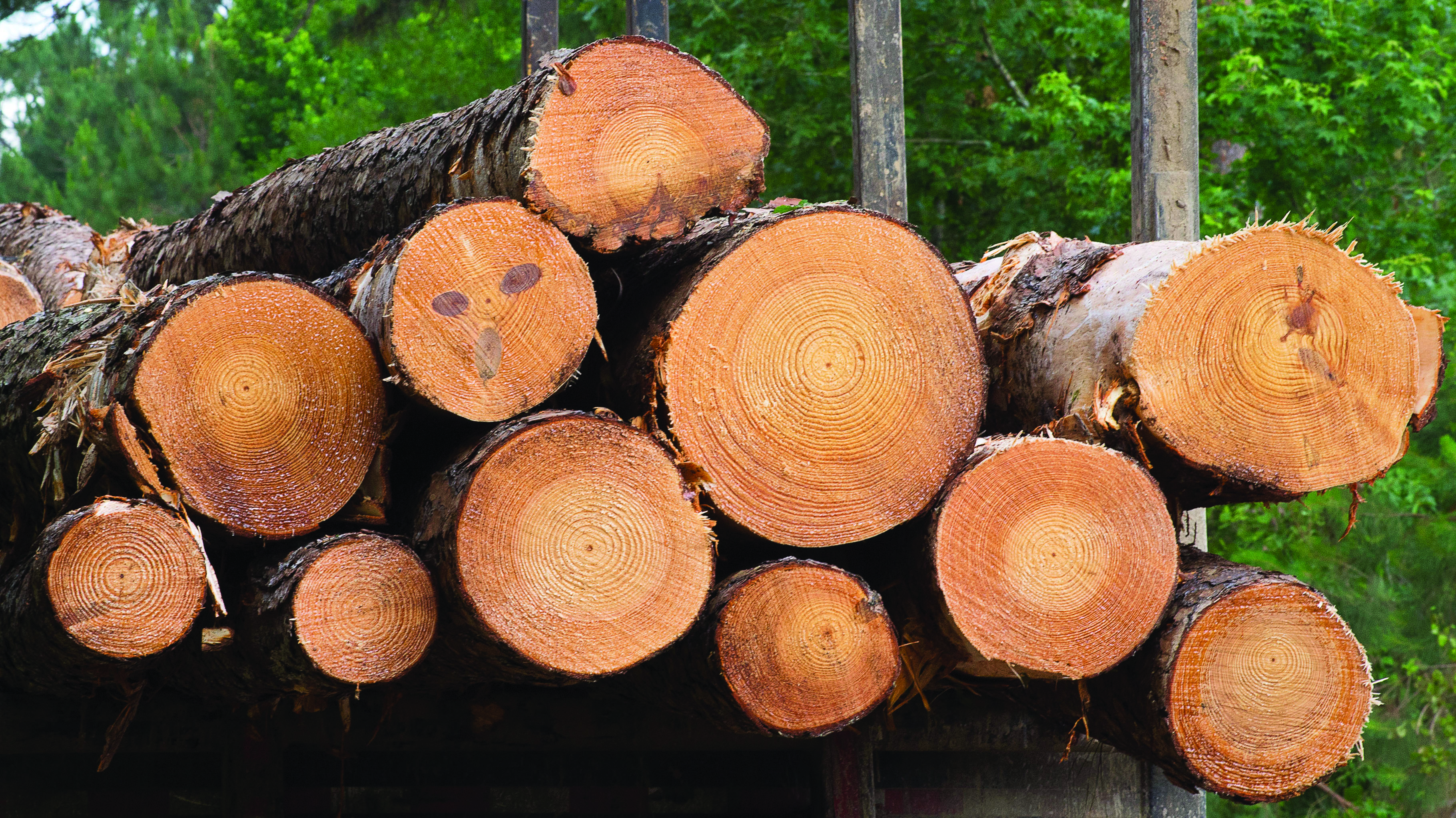 Hurricane Laura causes extensive damage to the La. timber industry 