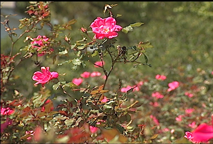 Knock Out roses have a lot to offer
