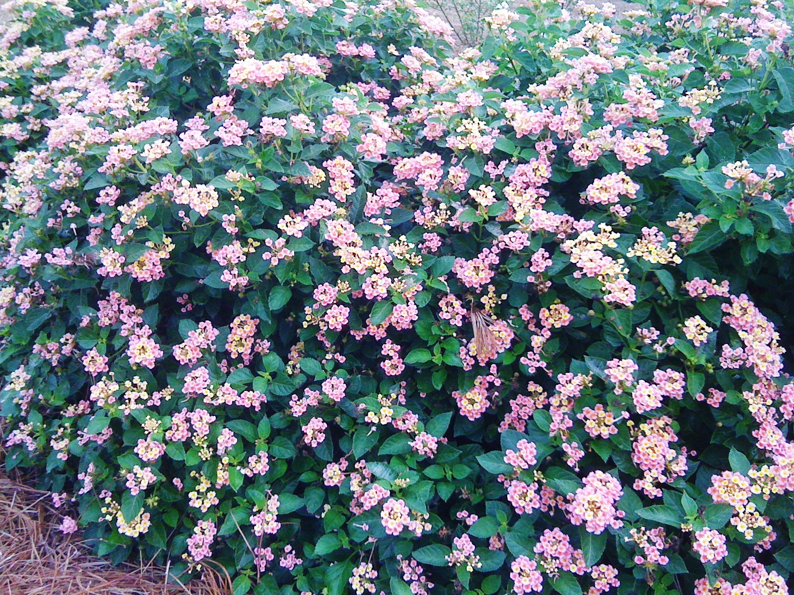 Bandana Lantana – Ornamental Plant of the Week for March 24, 2014