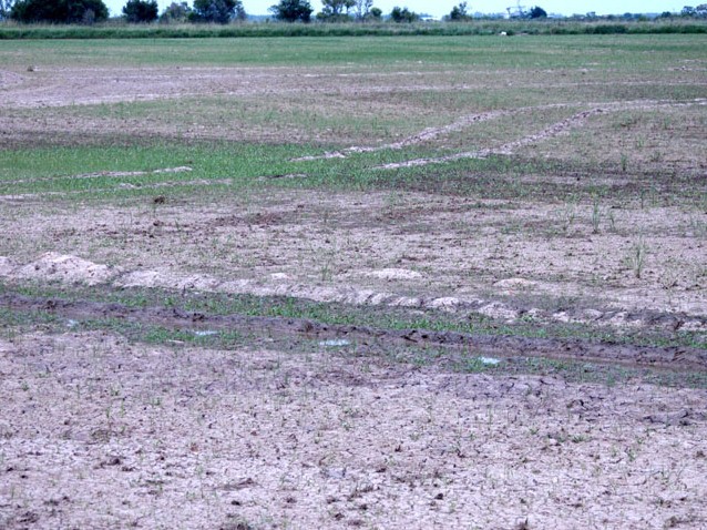 South American Rice Miner infested field