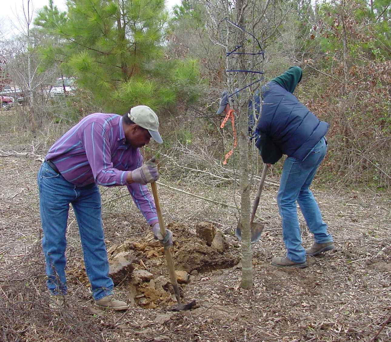 Arborists hand dig a small live oak tree.