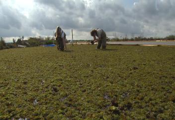 Grad students use salvinia weevil to combat invasive weed 