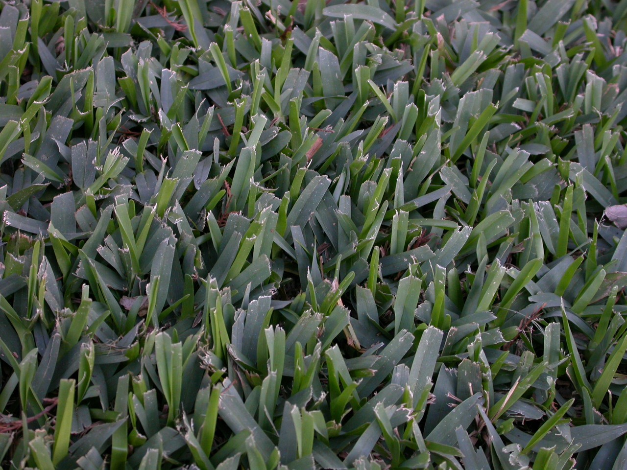 Turfgrasses – St. Augustinegrass