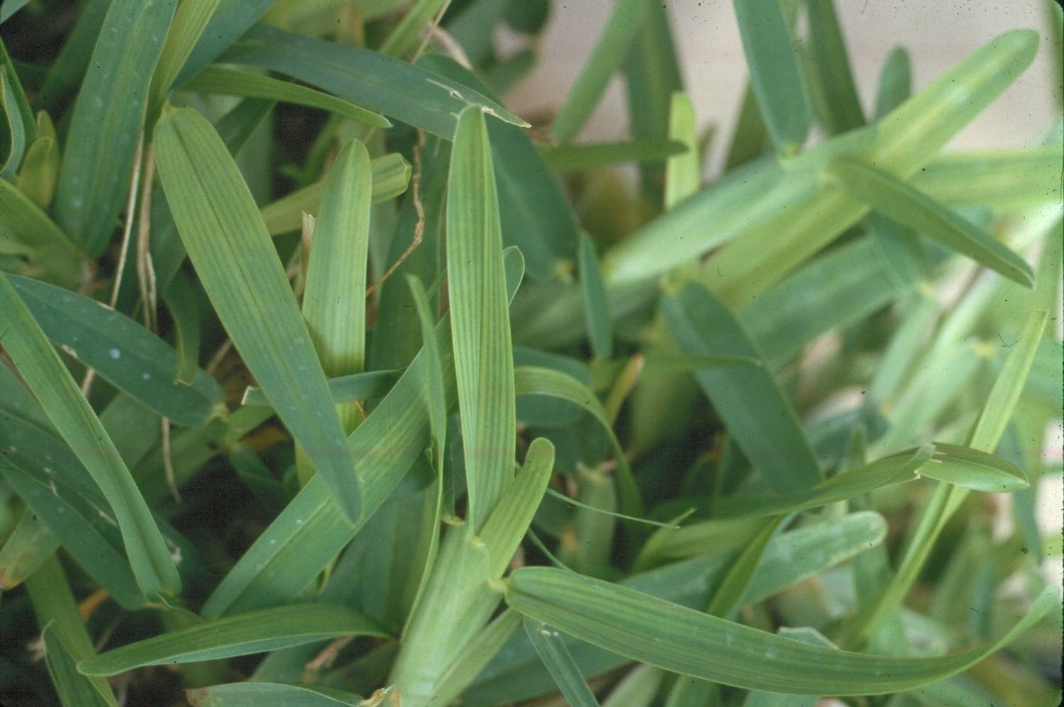 St. Augustinegrass