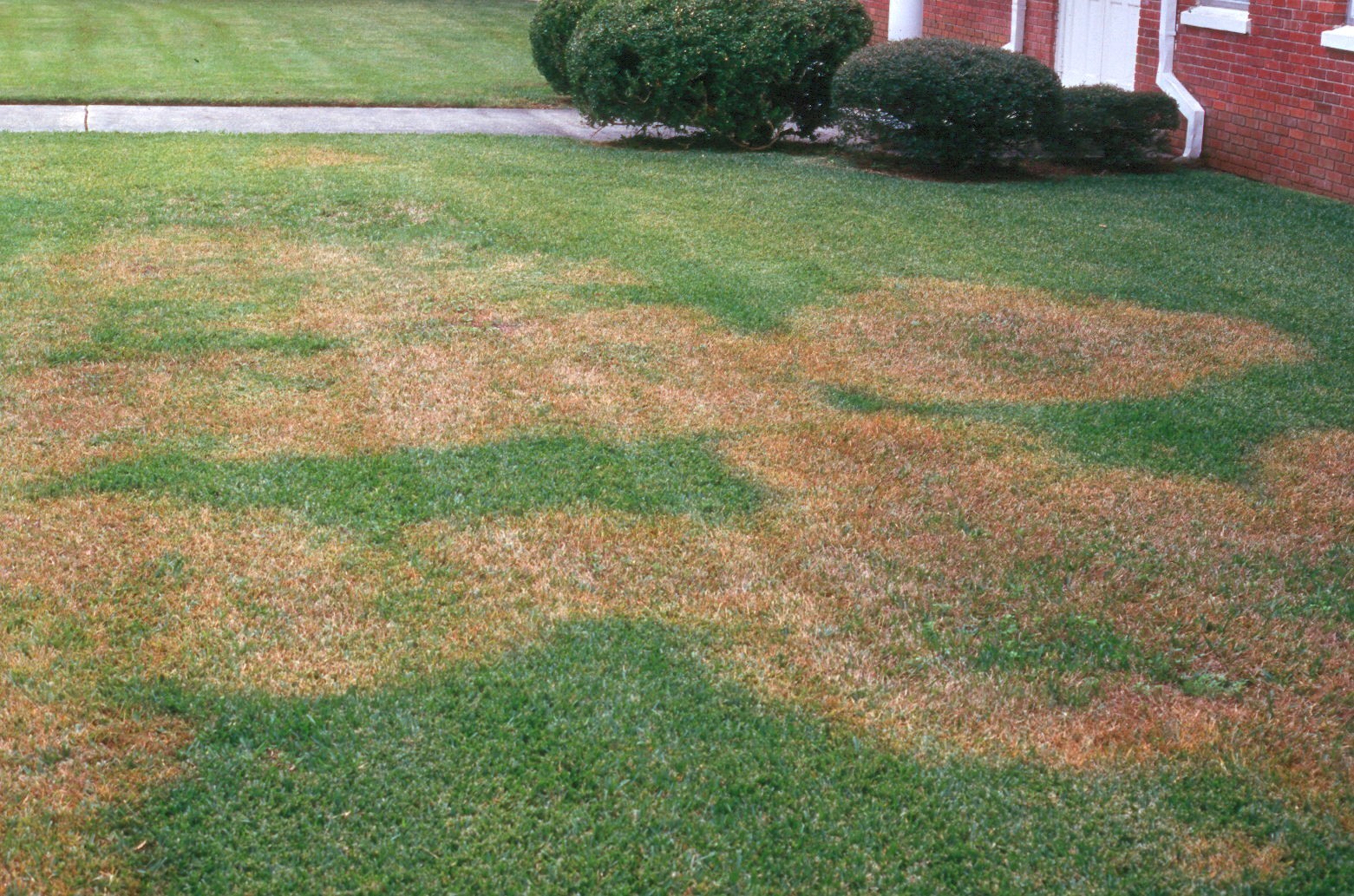 Brown Patch