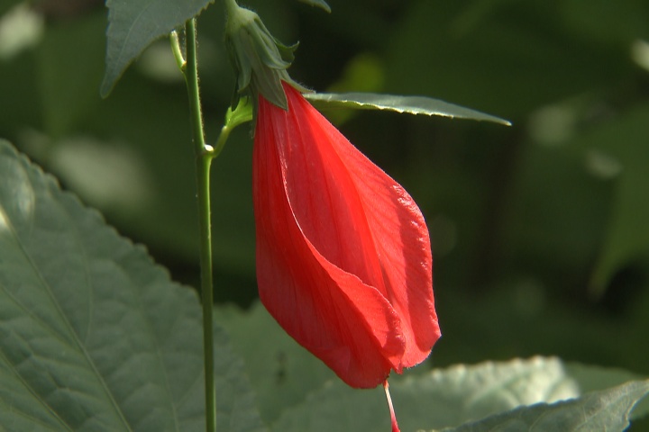 Turks cap adds profuse color to fall landscape