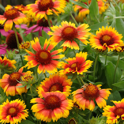 Mesa Gaillardia