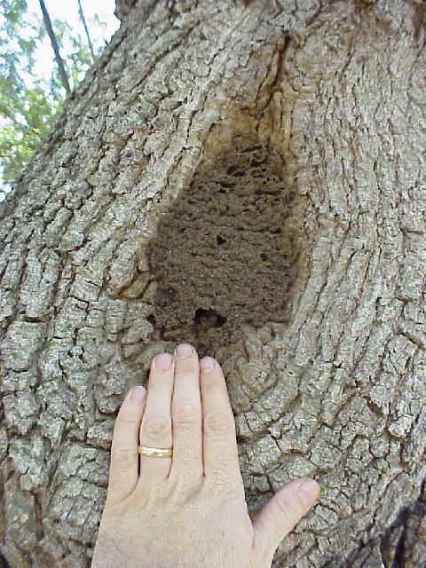 Carton material made by termites at pruning scar of tree