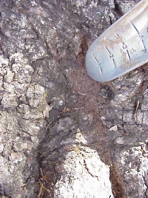 evidence of termites at crook of tree