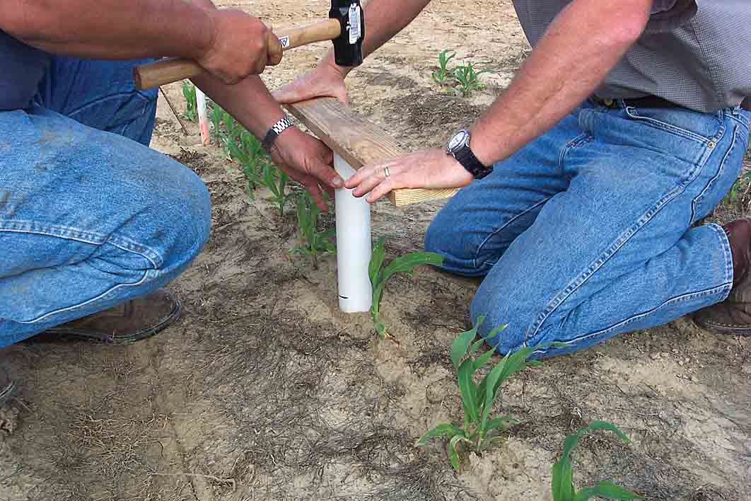 Managing Sugarcane Beetles in Field Corn with Seed Treatments