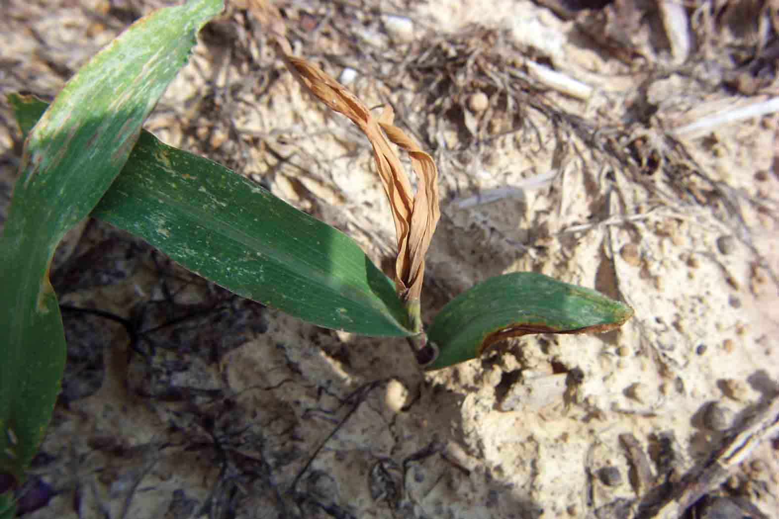 damaged corn seedling