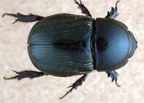 sugarcane beetle