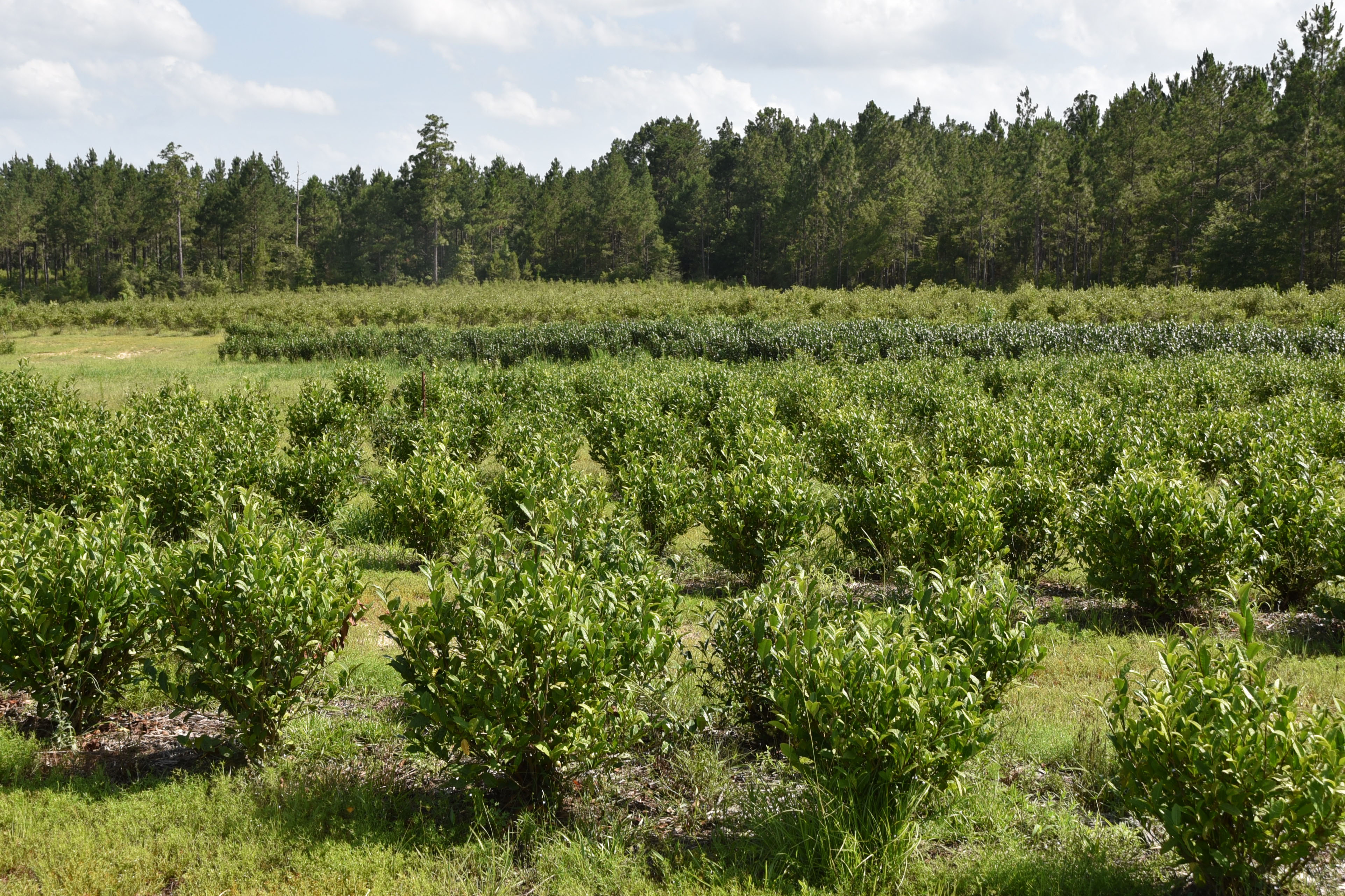 Developing Tea As a New Louisiana Specialty Crop