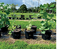 containergrown.png thumbnail