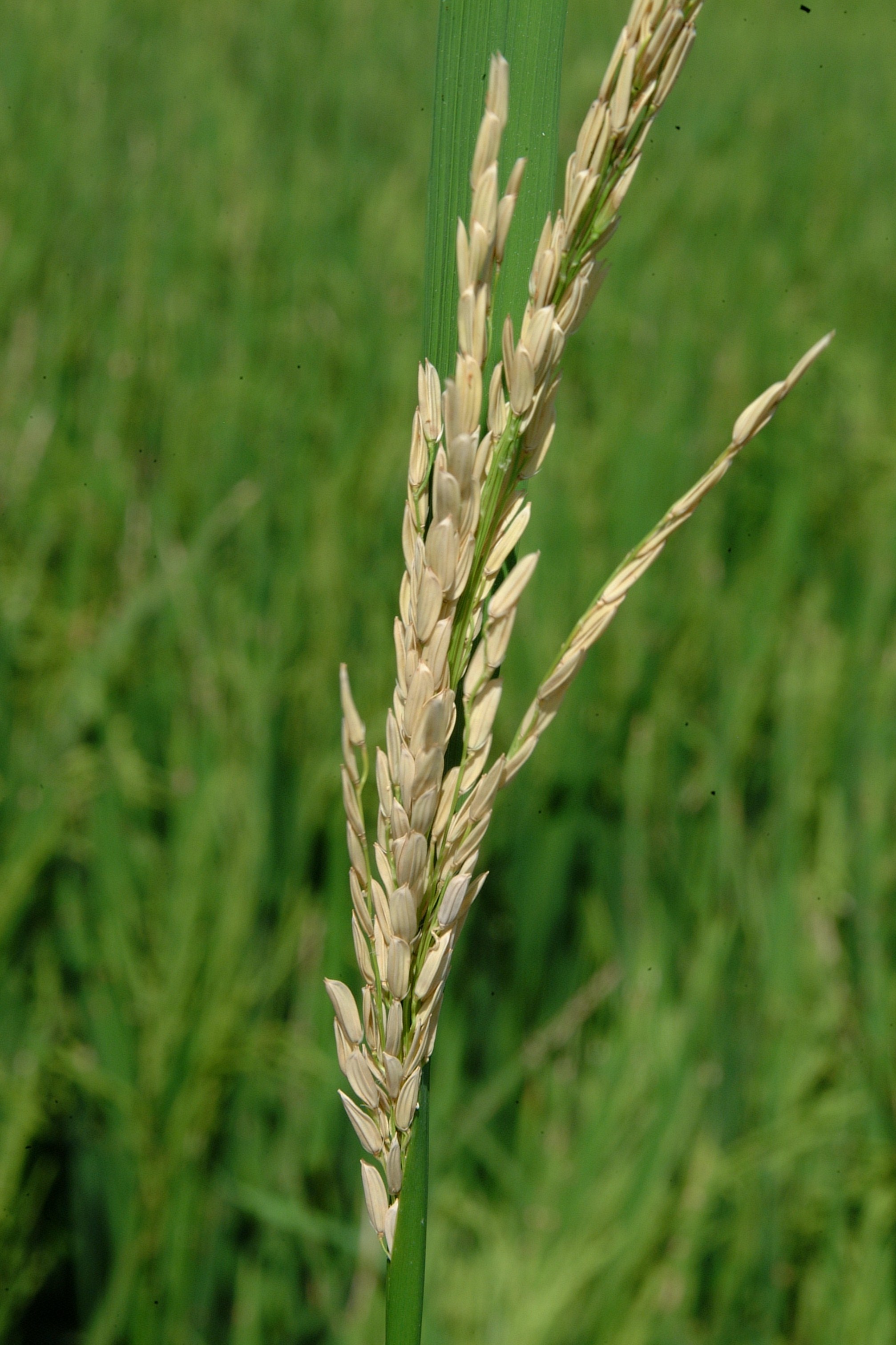 White Head