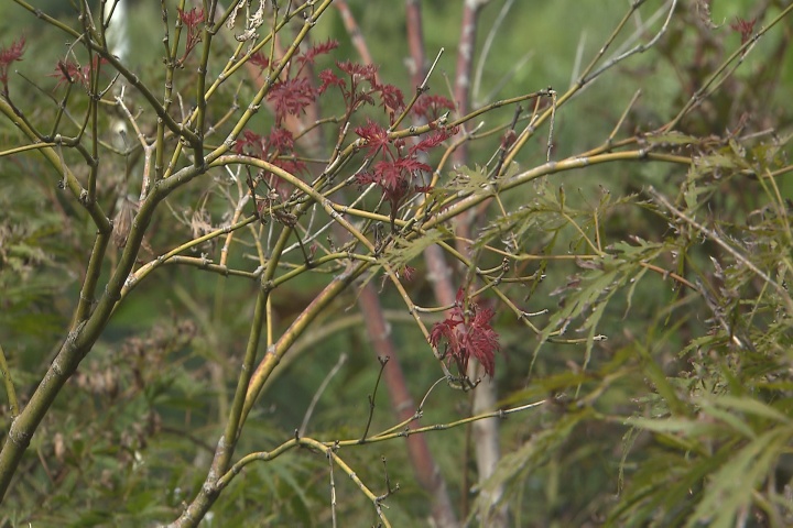 Japanese maples looking bad now are probably okay