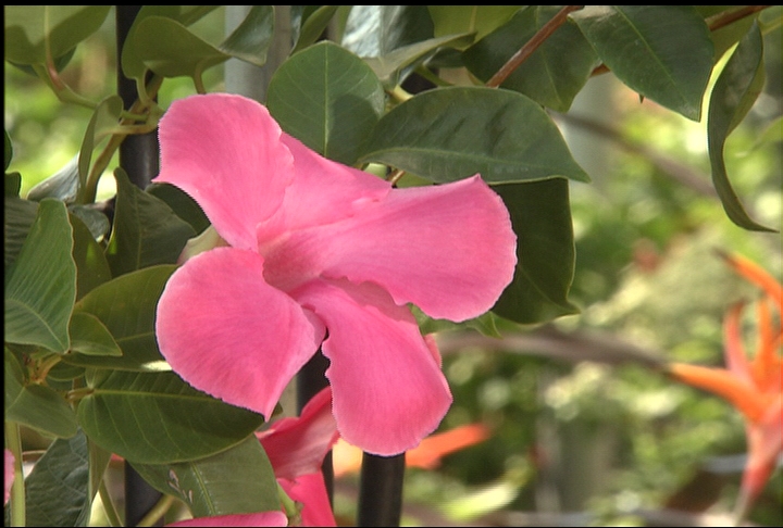 Alice Dupont mandevilla is colorful climbing vine