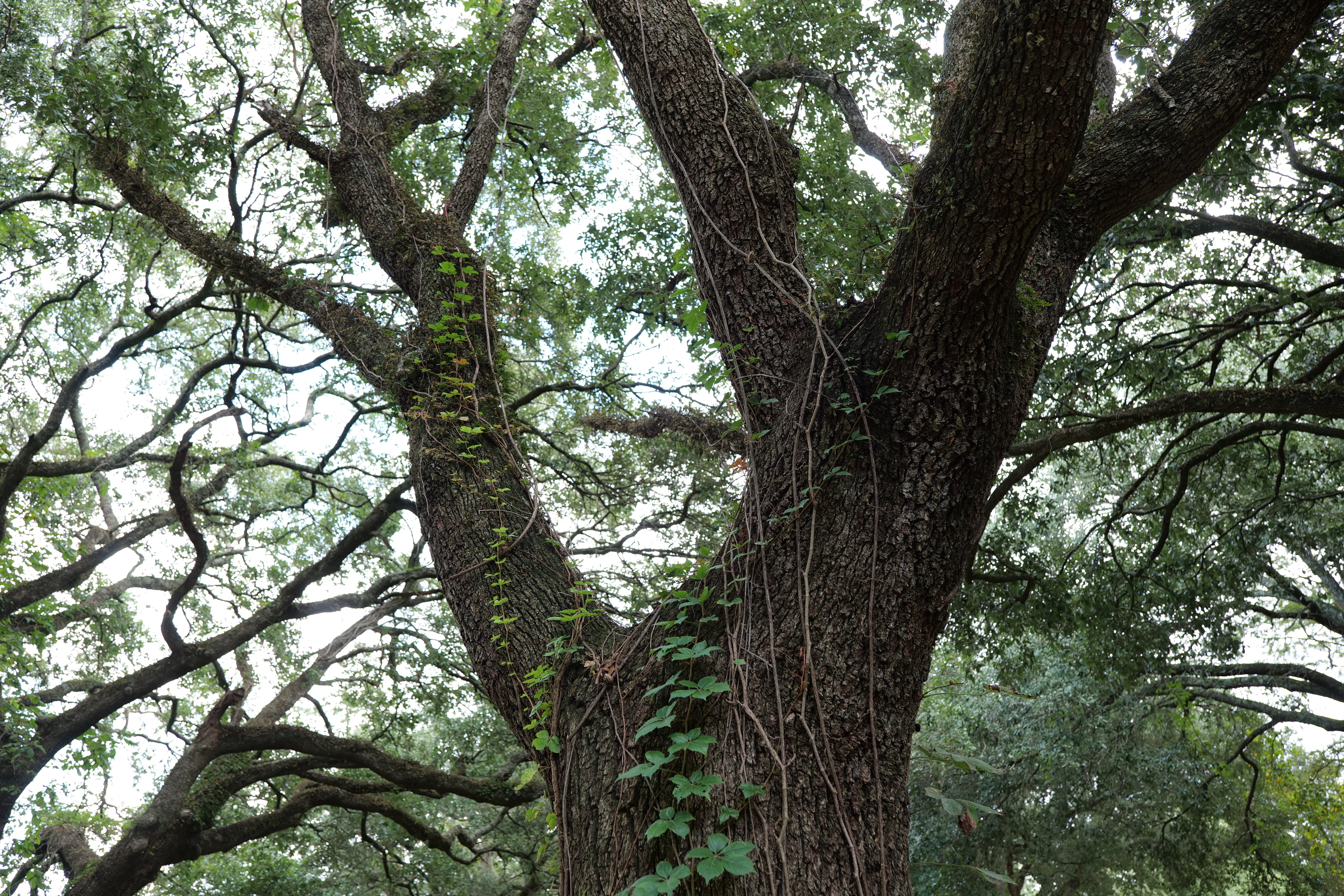 Claim victory over vines
