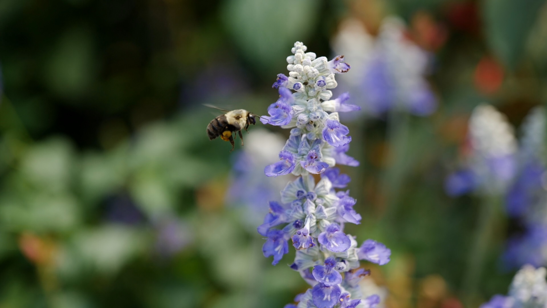 Celebrate National Pollinator Week by growing pollinator plants