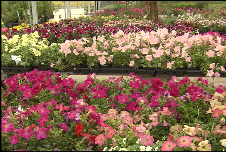Choosing colors for cool-season beds
