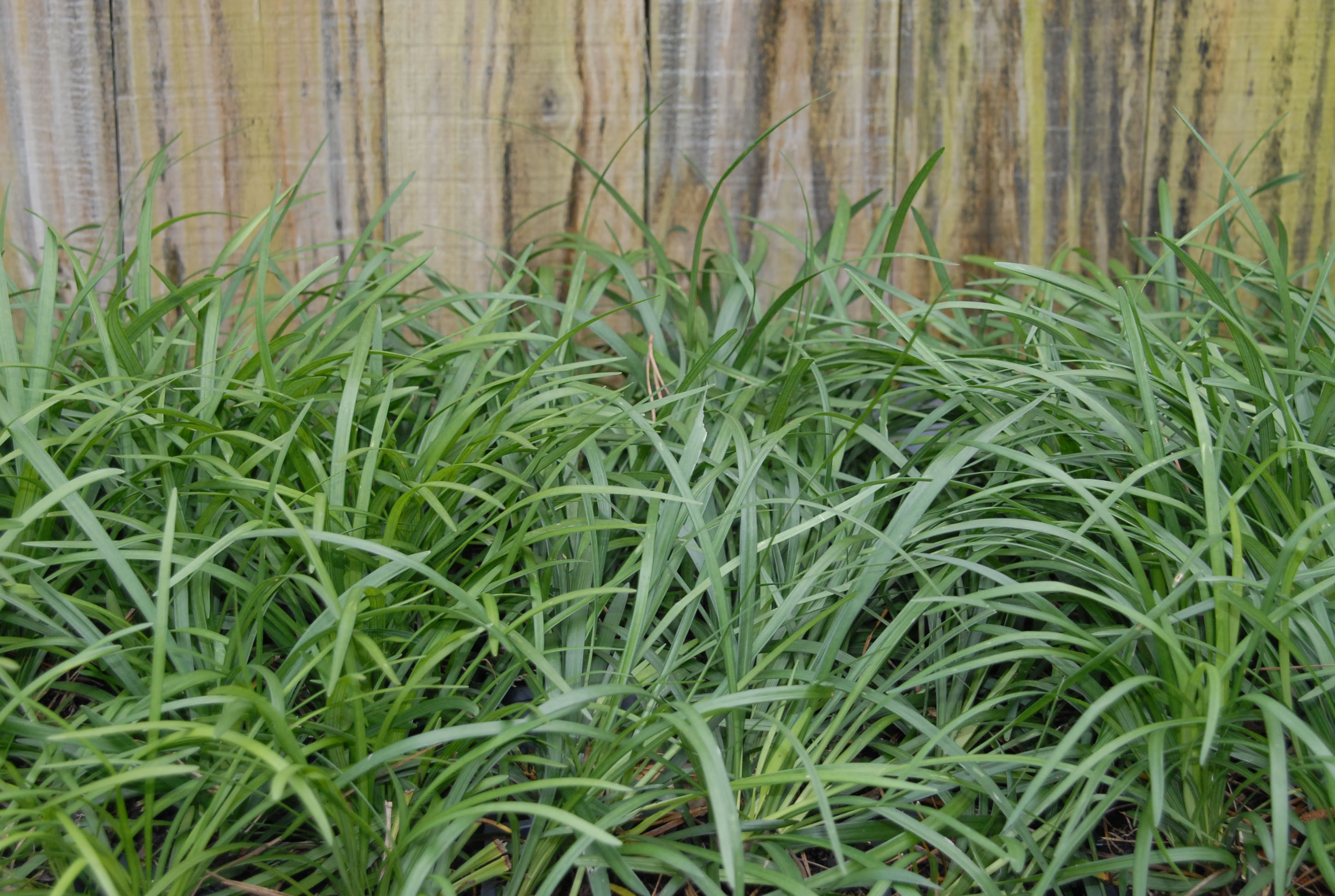 Plant ground covers in early spring 