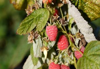 Research findings highlighted at horticulture field day