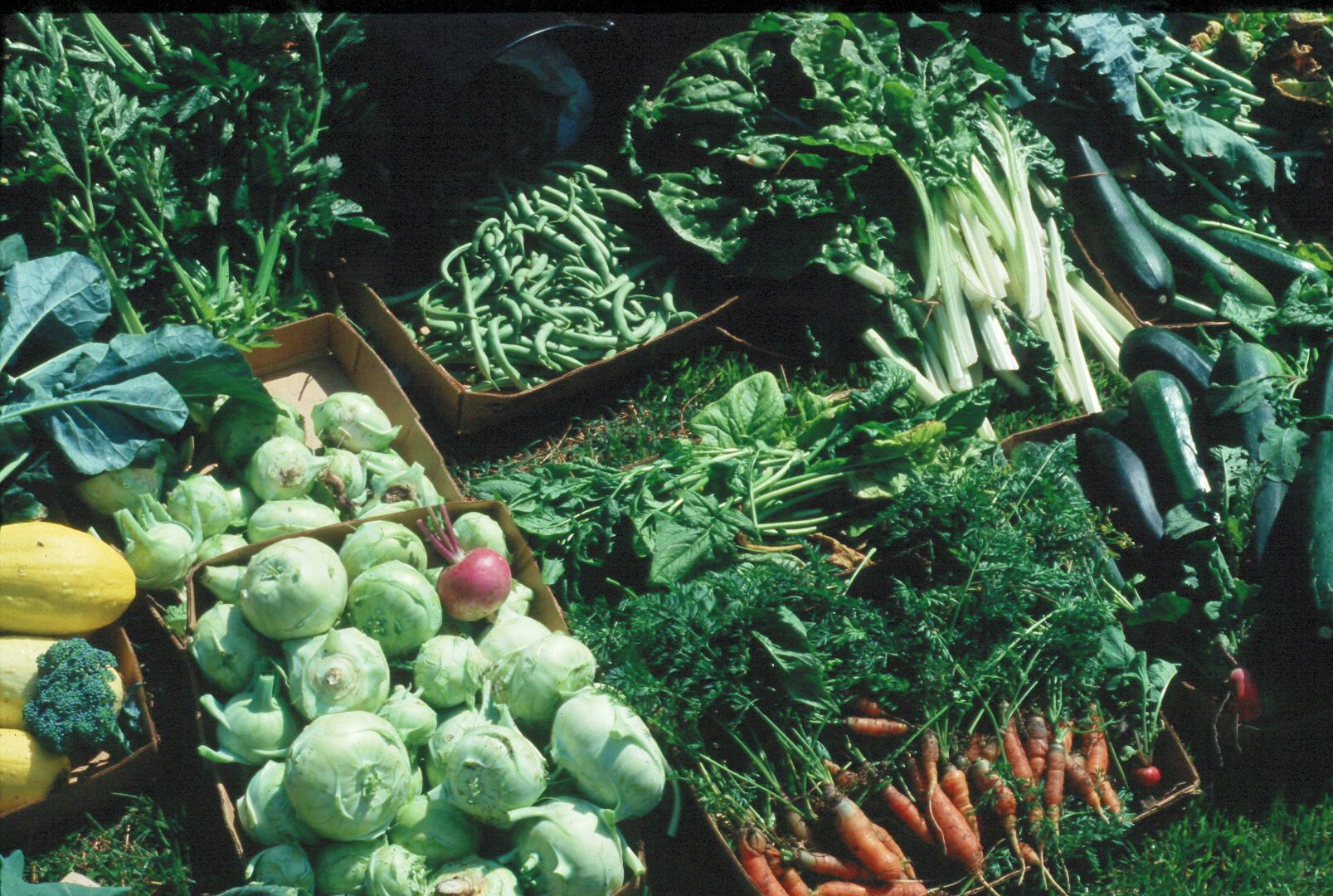 Tips for starting a home vegetable garden