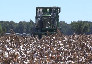 La. cotton harvest could break record