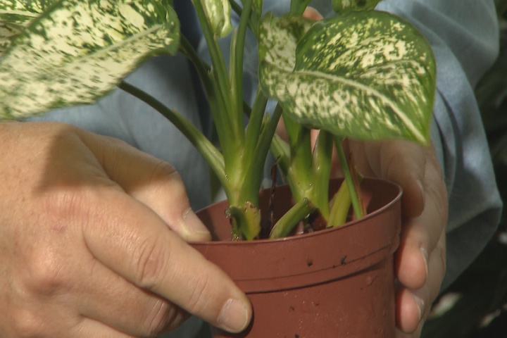 Water indoor plants properly