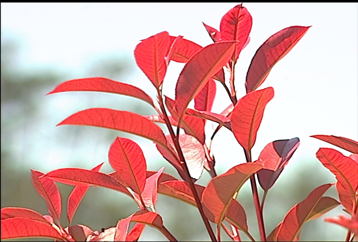 Release of new photinias is promising