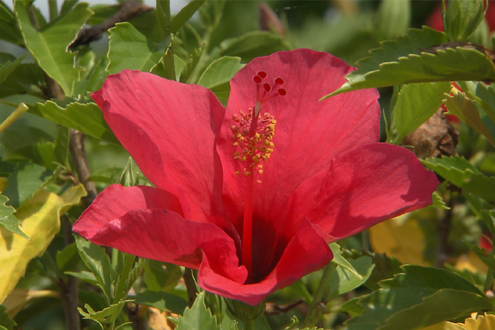 Tropical hibiscus thrives in summer heat
